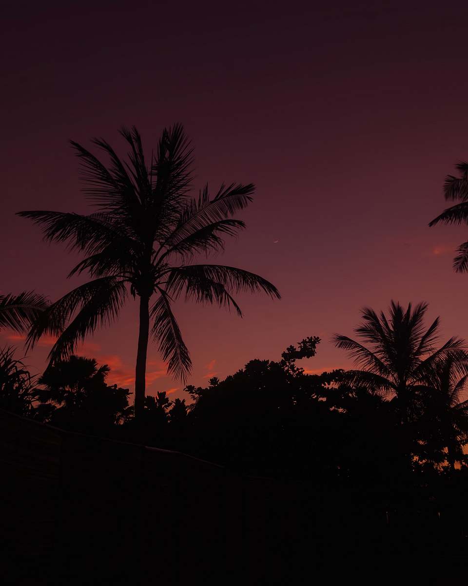 palm tree photo of coconut tree during night time arecaceae
